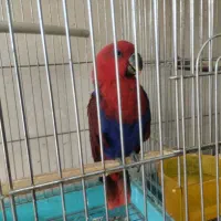 واگذاری پرنده