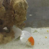 ماهی گلدفیش|ماهی|اسلامآباد غرب, |دیوار