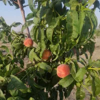 فروش باغ فوری|فروش زمین و ملک کلنگی|همدان, |دیوار