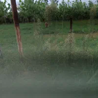 زمین خشکی برخط جاده خاکی فاصله تااسفالت ۵۰۰ متر|فروش زمین و ملک کلنگی|گوراب زرمیخ, |دیوار