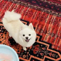 این سگ گمشده را خریدارم