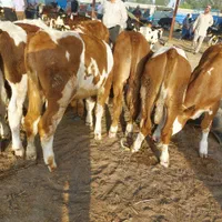 فروش گوساله نژاد برتر سیمینتال