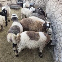 فروش بره نر چاق کشتاری