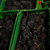 انگور دیم سردشت|خوردنی و آشامیدنی|ملکان, |دیوار