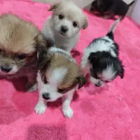 سگ پامر|سگ|فردیس, ثابتی|دیوار