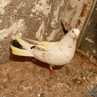 کبوتر پرشی معاوضع با کلی