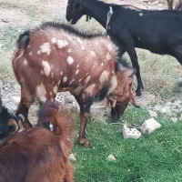 تعدادی بز نروماده