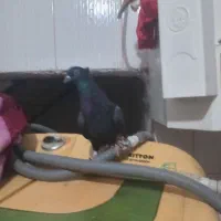 زاغ دم سفید صید|پرنده|چناران, |دیوار