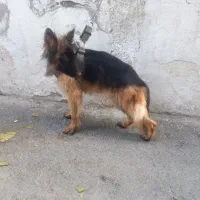 ژرمن شپرد اصیل کلاس A|سگ|رودهن, |دیوار