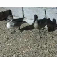 فروش حیون زینتی اهلی