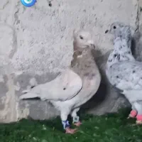 نروماده سار کاکلی عطیقه|پرنده|مشهد, کوی المهدی|دیوار