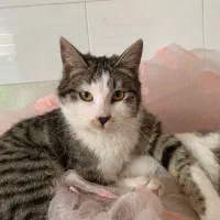 سرپرستی گربه dsh