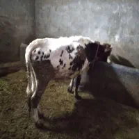 نوین|حیوانات مزرعه|حسین آباد, |دیوار