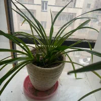 گلدان طبیعی|گل و گیاه طبیعی|تهران, قناتکوثر|دیوار