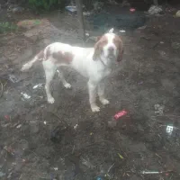 توله شکاری اموزشی کار بلد حرف گوش کن|سگ|تالش, هشتپر|دیوار