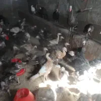 بوقلمون 4 ماهه