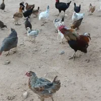 مرغ|حیوانات مزرعه|لردگان, |دیوار