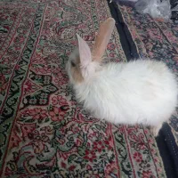 خرگوش لپ|موش و خرگوش|کرمان, |دیوار