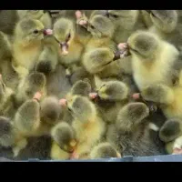 فروش و پیش فروش   اردک. غاز. اردک مگ مگی