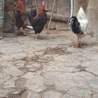 خروس|حیوانات مزرعه|تاکستان, |دیوار