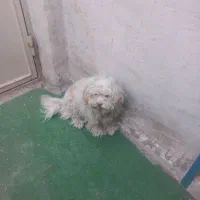 سگ خانگی|سگ|گلپایگان, |دیوار