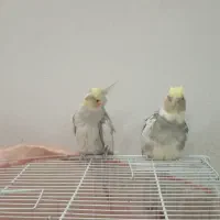 یک جفت عروس هلندی