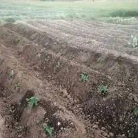 کود آلی و ارگانیک ورمی کمپوست