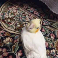 فروش عروس هلندی ماده|پرنده|رفسنجان, |دیوار