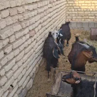 فروش 15عدد بر نره 40کلویی|حیوانات مزرعه|یزد, |دیوار