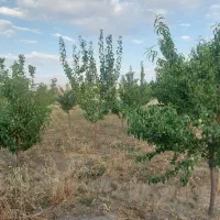 باغ-ویلا-1000متر-مربع