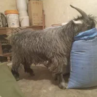 میش.بز.بزغاله.گاو.گوساله|حیوانات مزرعه|اردل, |دیوار