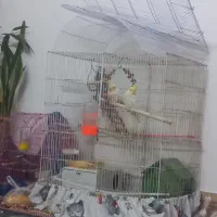 عروس هلندی|پرنده|مشهد, ایوان|دیوار