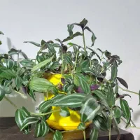 گل فقط از ۳۰ تا ۷۰