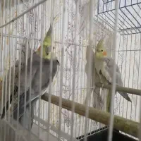 عروس هلندی جفت با قفس|پرنده|آزادشهر, |دیوار