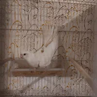 عروس آلبینو رو تخم