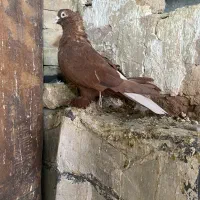 سرخ دم سفید و زرد کاکل|پرنده|شیراز, سیاه سنگ|دیوار