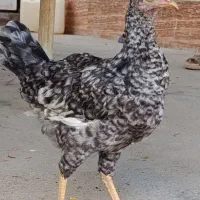 مرغ وخروس محلی