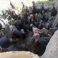 بوغلمون برنز انگلیسی|حیوانات مزرعه|بروجرد, |دیوار