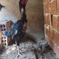 مرغ و خروس لاری