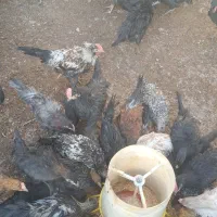 فروش جوجه خروس.محلی مرغ تخم گذار