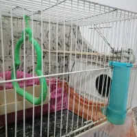 عروس هلندی|پرنده|مشهد, مشکینی (شهرک غرب)|دیوار