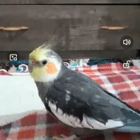 گمشده عروس هلندی