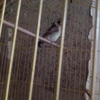 سره سالم جوان وکبوتر