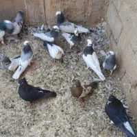 کبوتر فروشی|پرنده|شیراز, داریون|دیوار