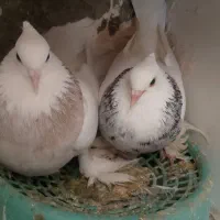 یکجفت طوقی پاپر فروشی