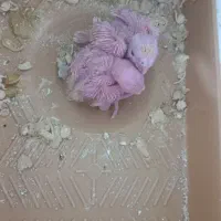 عروس هلندی|پرنده|مشهد, تربیت (صدف)|دیوار