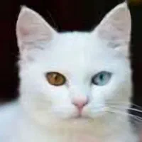 گربه ماده نژاد دار برای سرپرستی
