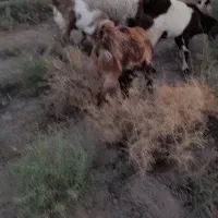 جاده اهواز خرمشهر روستای رامزیه|حیوانات مزرعه|اهواز, اسماعیلیه|دیوار