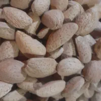 بادام سنگی تویسرکان