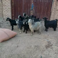 فروش بز جوان داشتی نازدار|حیوانات مزرعه|شیراز, اکبر آباد|دیوار
